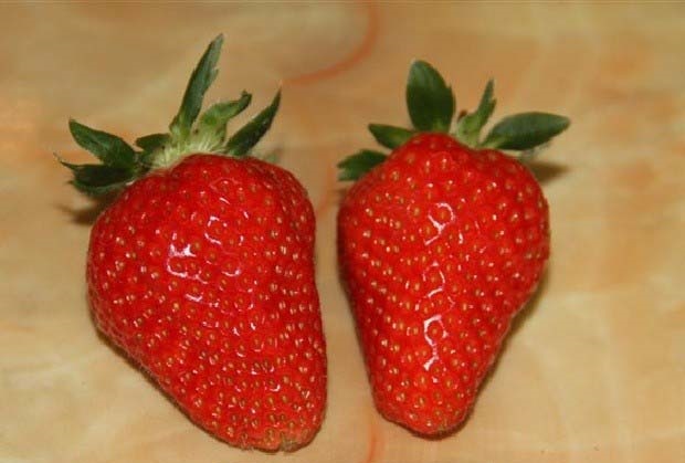 法兰地草莓怎么样？产量高吗？