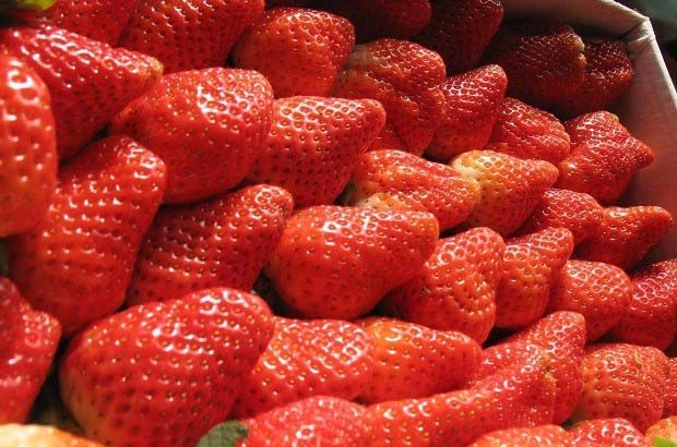 法兰地草莓怎么样？产量高吗？