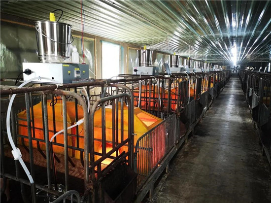 产房防控大肠杆菌病的10大风险因素