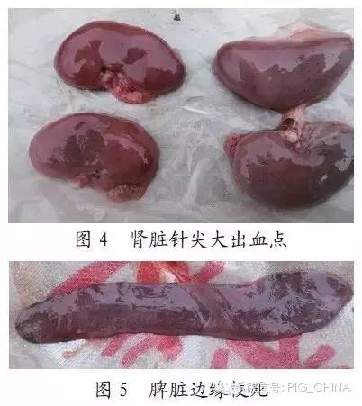 “一例仔猪猪瘟详细诊治”过程
