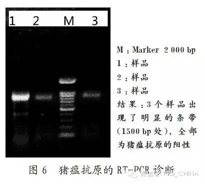 “一例仔猪猪瘟详细诊治”过程