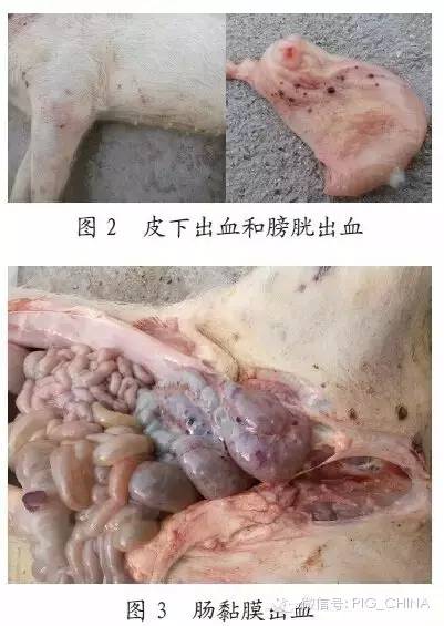 “一例仔猪猪瘟详细诊治”过程