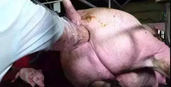 母猪脱宫的紧急处理措施!母猪场老板值得收藏