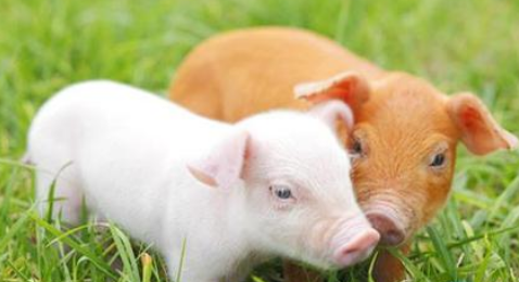 猪秋季呼吸道及消化道疾病,教你一招搞定!