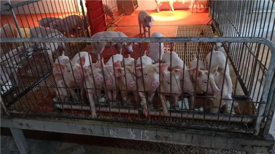 一百多斤猪拉肚子吃什么药好得快,能提前预防吗?