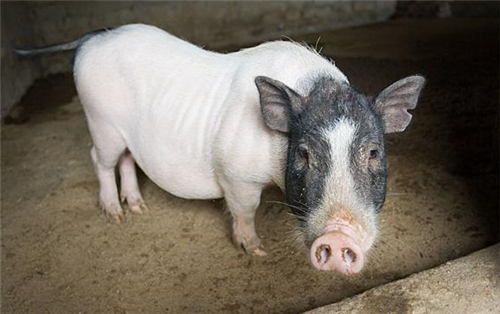 猪拉稀久治不愈,不妨试试这些方法,减少损失