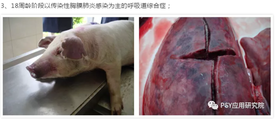 生长育肥猪呼吸道疾病防控方案，拿走不用谢！