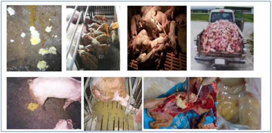 警惕病毒性腹泻明显反弹,规模猪场该如何应对?