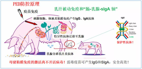 警惕病毒性腹泻明显反弹，规模猪场该如何应对？