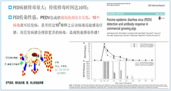 仔猪病毒性腹泻为什么难以防控？
