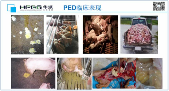 仔猪病毒性腹泻为什么难以防控？