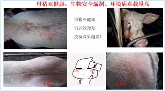 仔猪病毒性腹泻为什么难以防控？