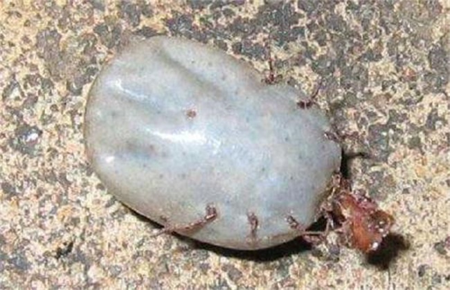 牛场如何预防寄生虫