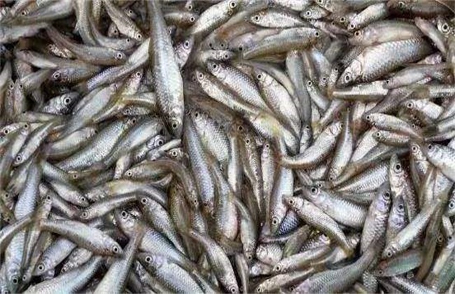 麦穗鱼的养殖技巧