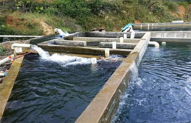 青鱼实用养殖技术