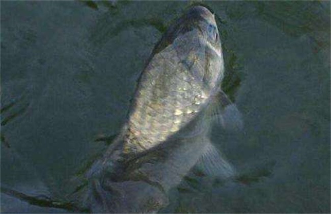 鲫鱼吃什么食物生长快