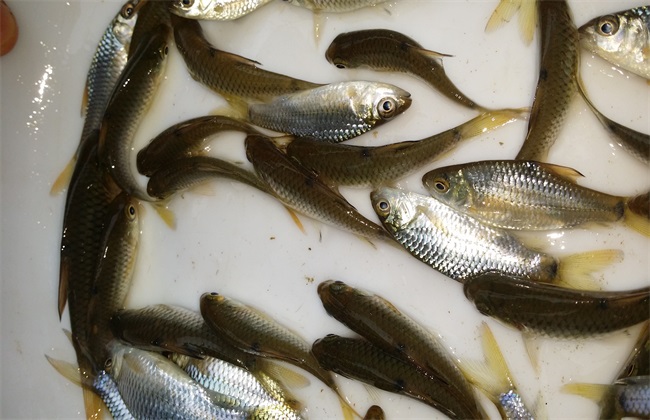 鲤鱼高产有效养殖技术