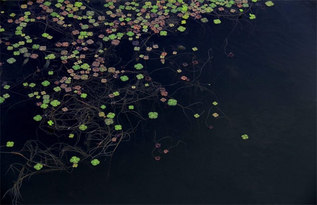 草鱼吃什么草长的快