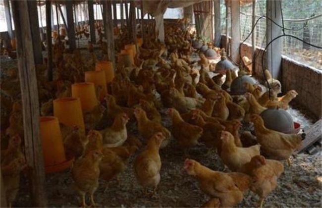 如何防止鸡冷应激