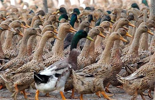 旱地养鸭技术