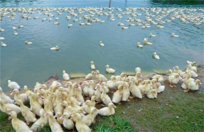 养鸭子禁忌有哪些