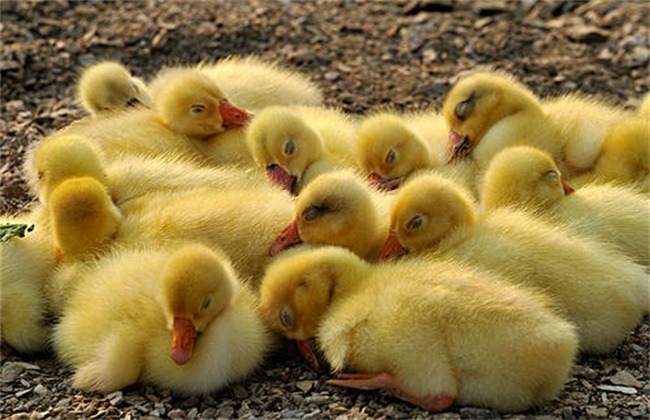 小鹅养殖常见问题