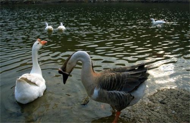 养鹅常见的误区