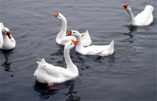 散养鹅的饲养管理办法