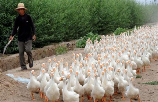 散养鹅放牧方法