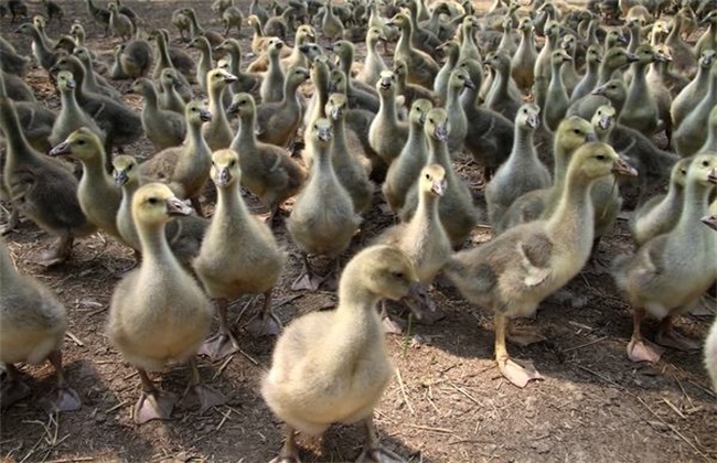 新手养鹅注意什么