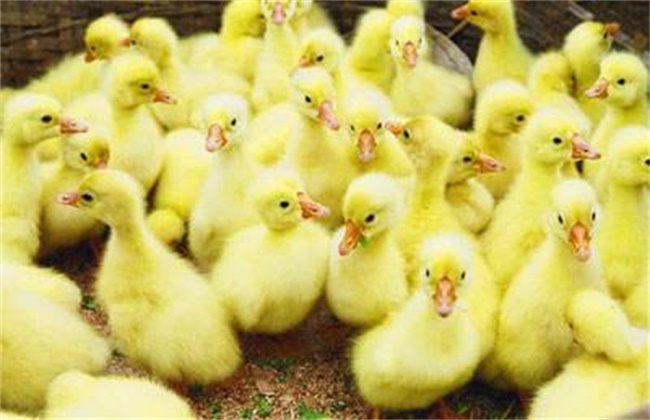 如何提高鹅苗成活率