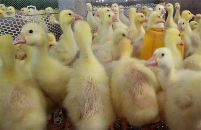 养鹅不同阶段的管理要点