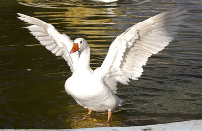 夏季肉鹅养殖注意事项