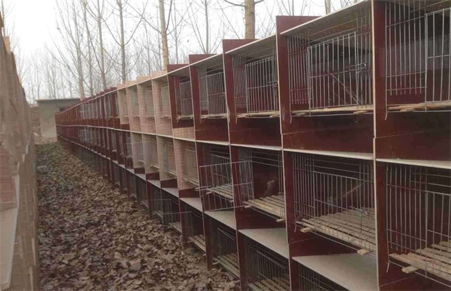 獭兔养殖前要准备什么?獭兔养殖前期准备