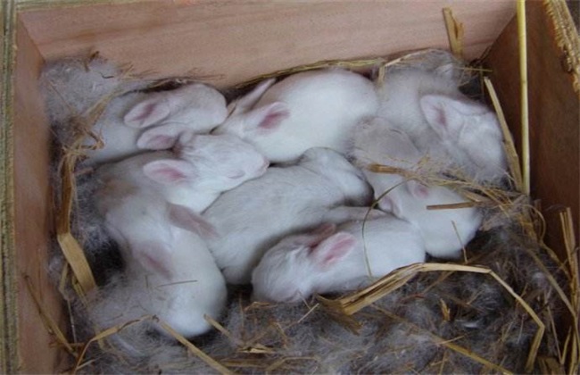 母兔产仔拒食,母兔不吃怎么办