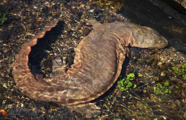 养娃娃鱼真的犯法吗?