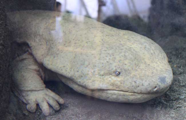 娃娃鱼是几级保护动物?