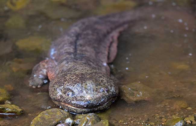 大鲵是什么动物?