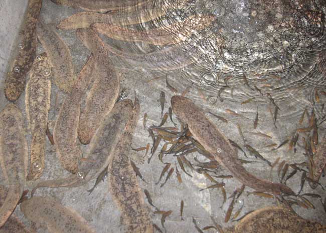 娃娃鱼能不能吃?