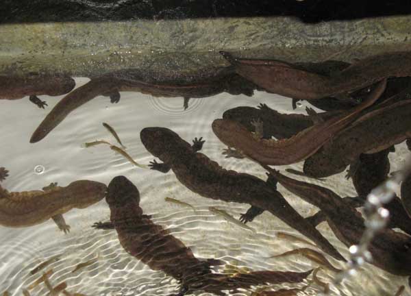 大鲵的产卵季节是什么时候?