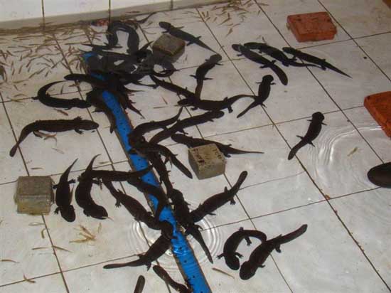 如何才能买到好的娃娃鱼苗?