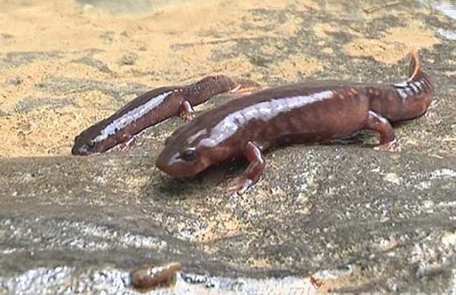 娃娃鱼可以买卖吗?