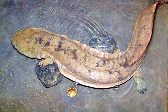 娃娃鱼人工繁殖产量有多大