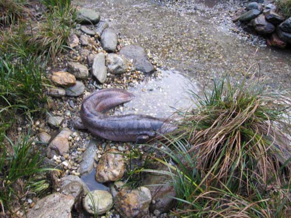 大鲵经常性吐食怎么办?