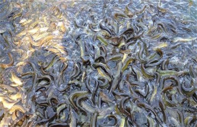 养殖泥鳅的风险