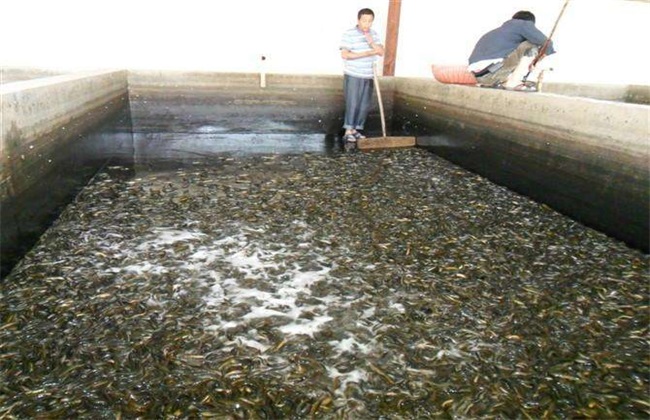 过冬前泥鳅暂养技术