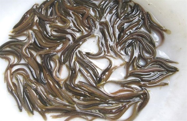 泥鳅田螺混养技术