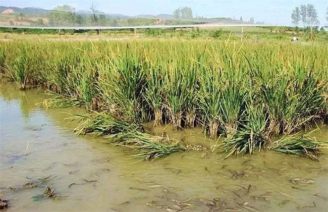 稻田怎么养泥鳅