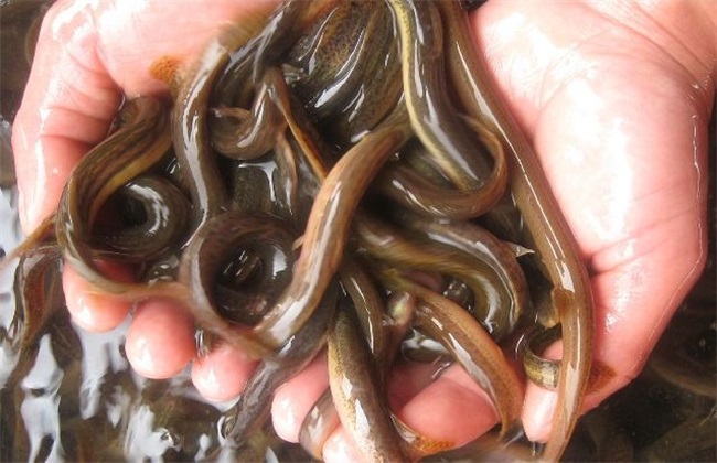 泥鳅寄生虫怎么防治