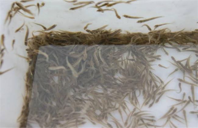 怎么培育泥鳅苗种